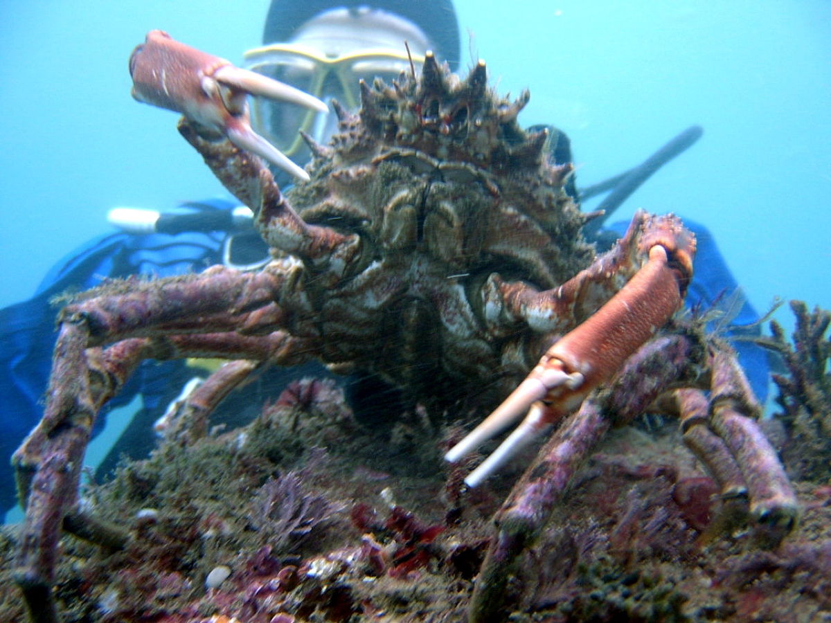 Isla de los conejos